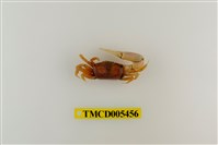 藏品(乳白南方招潮蟹)的圖片